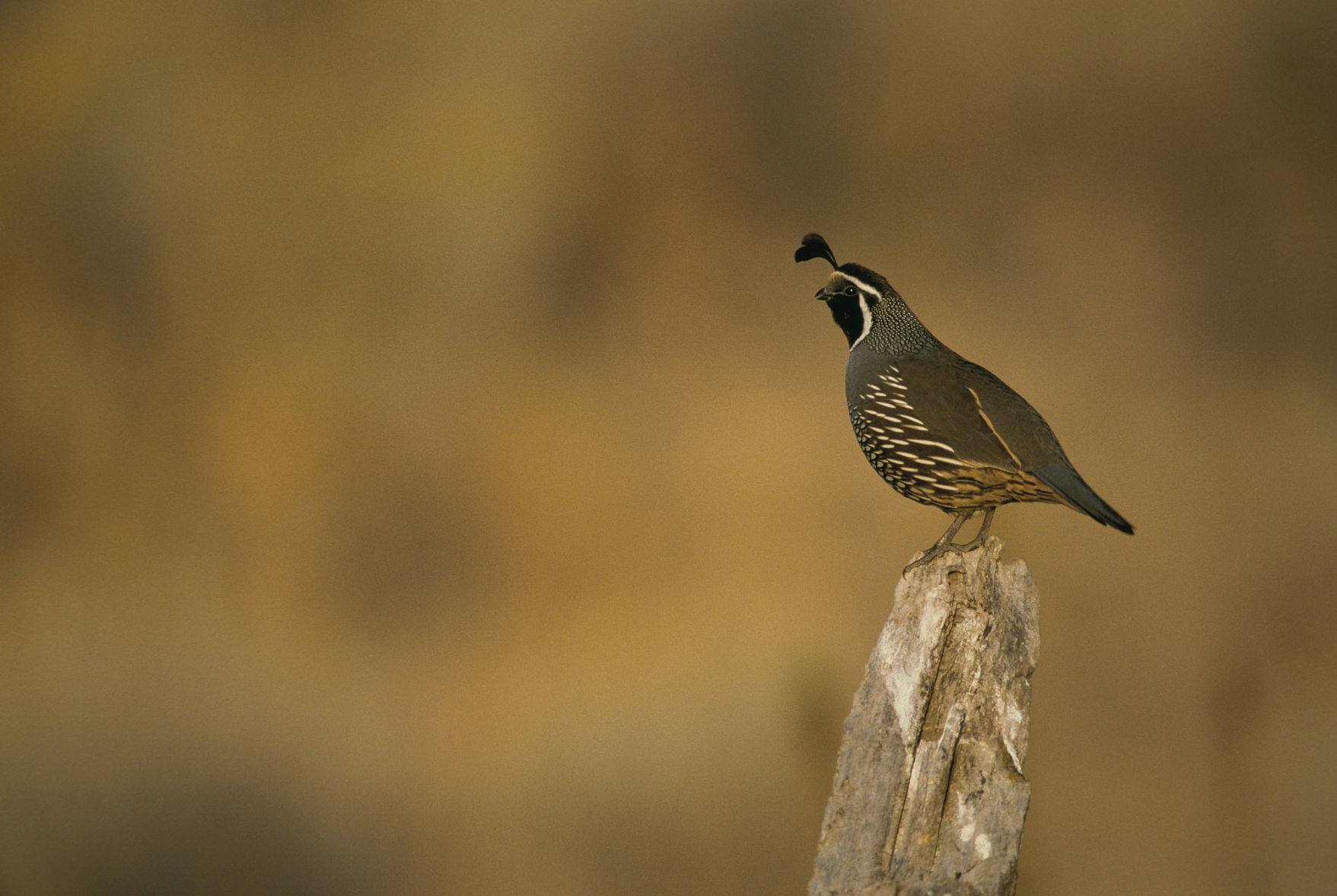 California Quail